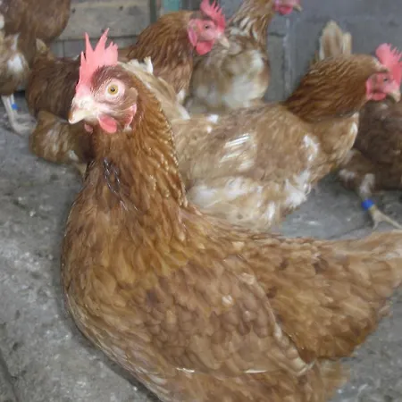 Perico Fiscal